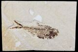 Diplomystus Fossil Fish - Wyoming #101177-1